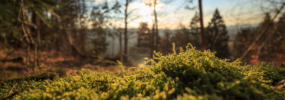 Photo by Tim Schramm on Unsplash